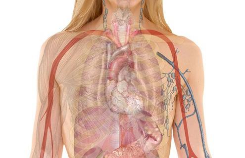 systeme-immunitaire